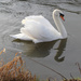 Swan re-visited by shepherdman