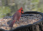 4th Feb 2013 - Male Cardinal at Bok Tower Gardens
