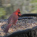Male Cardinal at Bok Tower Gardens by rob257