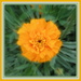 Tagetes patula - French Marigold by kiwiflora