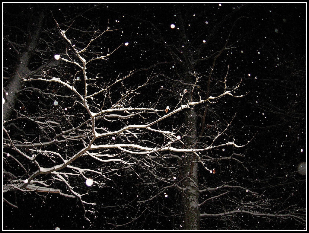 Snowfall at Night by olivetreeann
