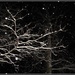Snowfall at Night by olivetreeann