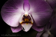 9th Feb 2013 - Orchid
