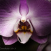Orchid by cdonohoue