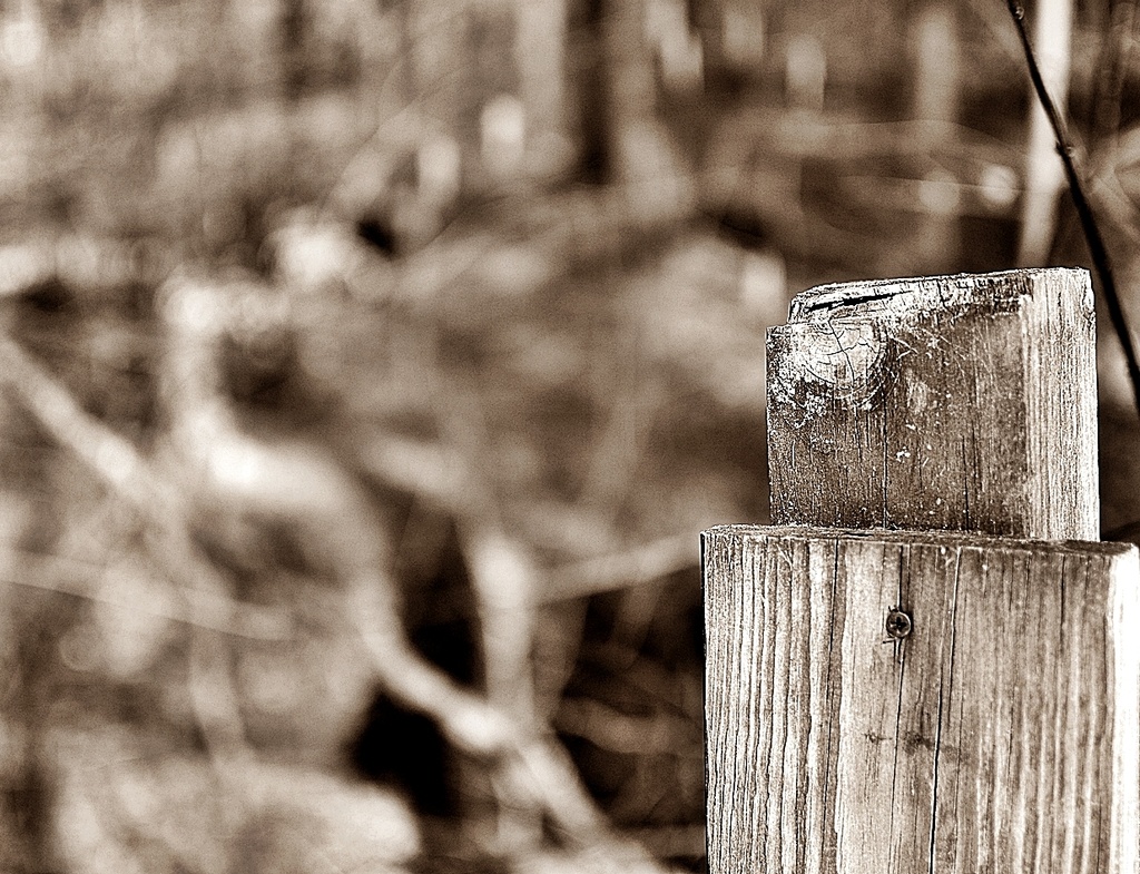 Fence post  by soboy5