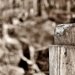Fence post  by soboy5