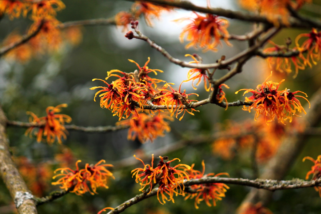 Witchhazel in bloom by jankoos
