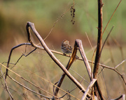 9th Feb 2013 - Blending in