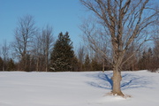 9th Feb 2013 - Field of snow