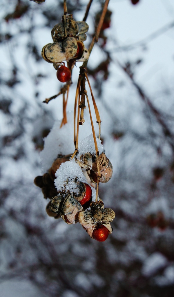 Snowberries by edorreandresen