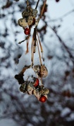 9th Feb 2013 - Snowberries