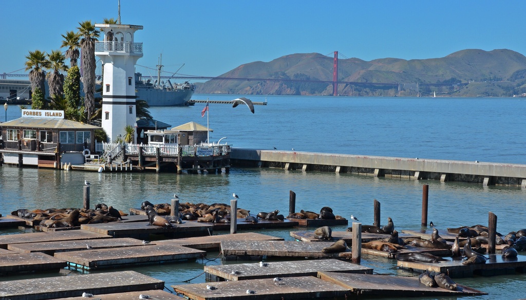 Pier 39 where the seals gather by lesip
