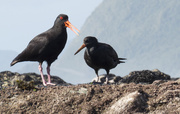 10th Feb 2013 - variable oyster catchers