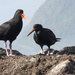 variable oyster catchers by kali66