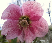10th Feb 2013 - hellebore and light
