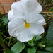 White Pansy. by richardcreese