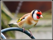 10th Feb 2013 - Goldfinch