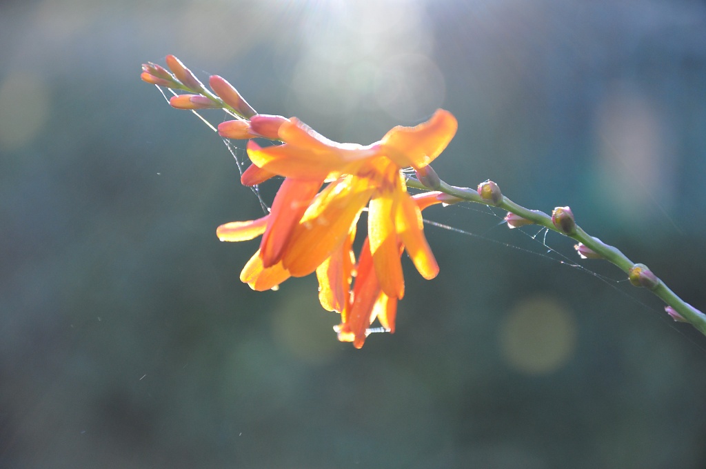 Sunlight on a flower by overalvandaan