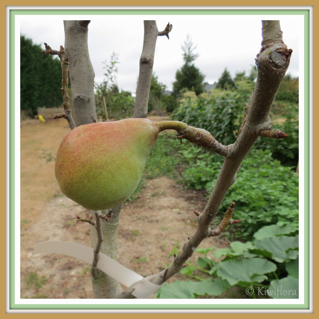 Pear 'Doyenne du Comice' by kiwiflora