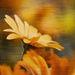 Wild flower by orangecrush