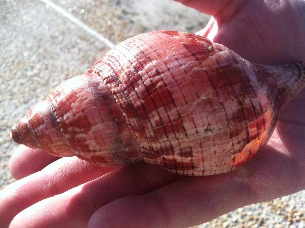 Tulip shell at Topsail by graceratliff
