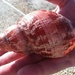 Tulip shell at Topsail by graceratliff