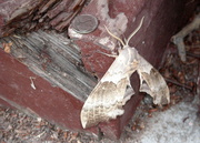 3rd Feb 2013 - Great Big Moth