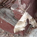 Great Big Moth by pasadenarose
