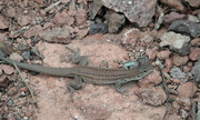 4th Feb 2013 - Lizard at Gila Cliff Dwellings