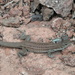Lizard at Gila Cliff Dwellings by pasadenarose