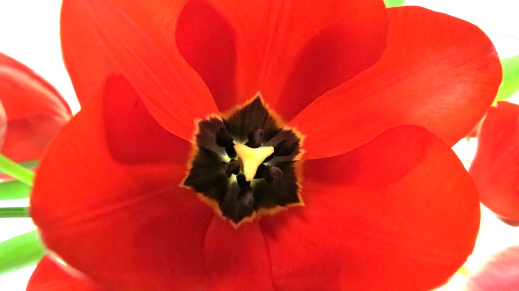 Tulip Burst by juliedduncan