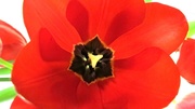 10th Feb 2013 - Tulip Burst