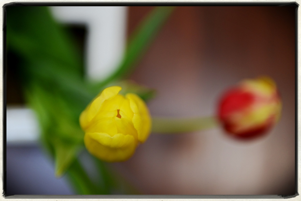 Tulips by kwind