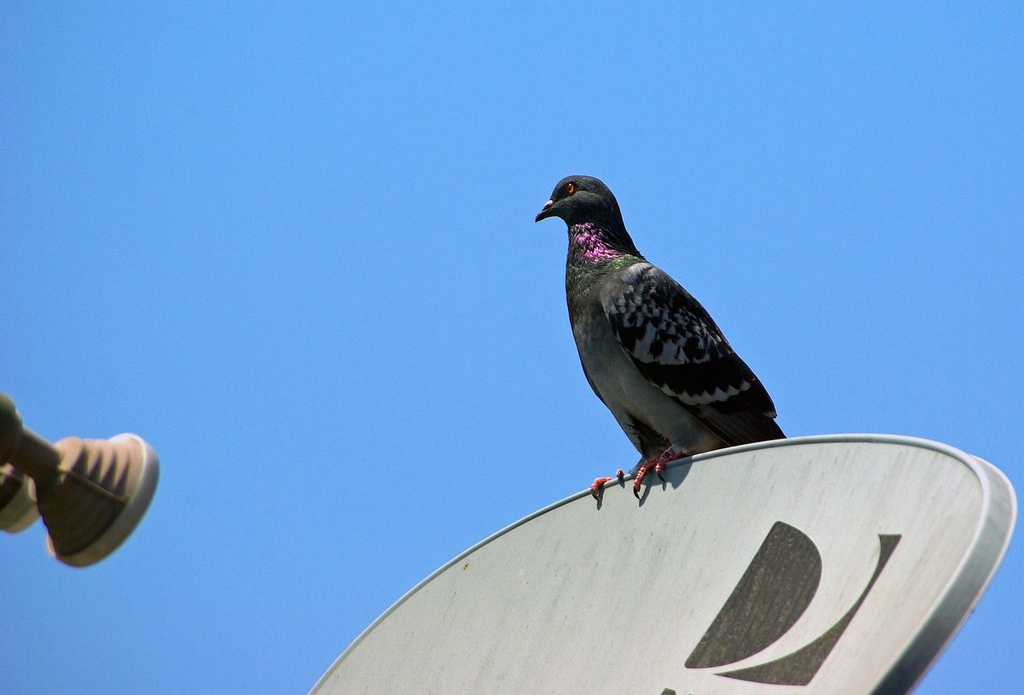 (Day 362) - City Pigeon by cjphoto
