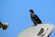 9th Feb 2013 - (Day 362) - City Pigeon