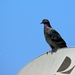 (Day 362) - City Pigeon by cjphoto