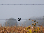 18th Sep 2012 - Leaping Crow