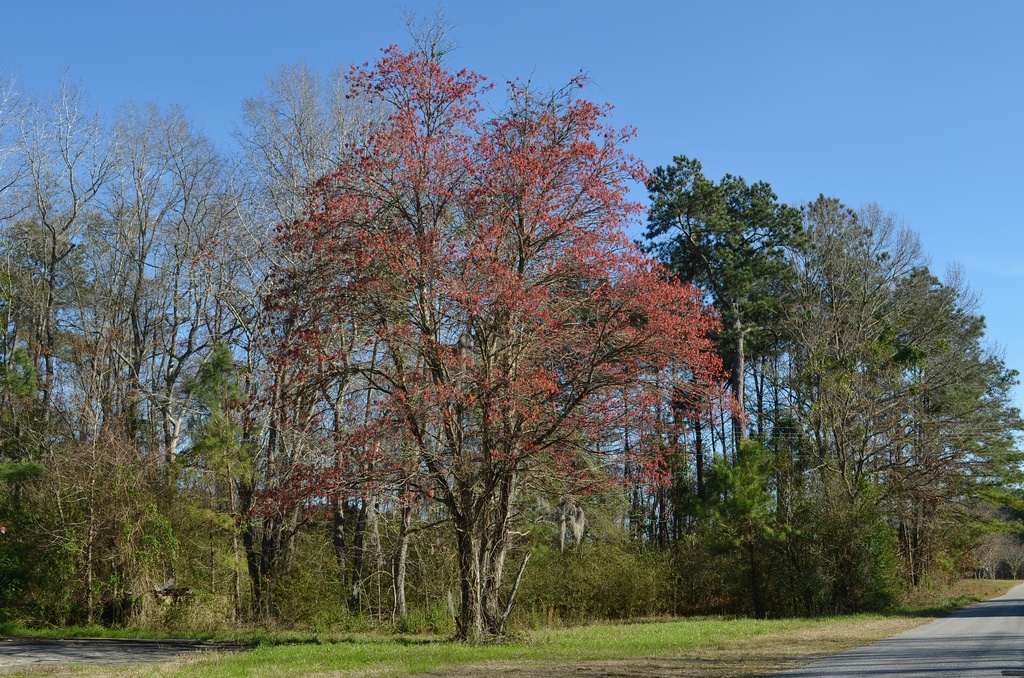 Early signs of Spring, Dorchester County, SC by congaree