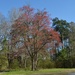 Early signs of Spring, Dorchester County, SC by congaree