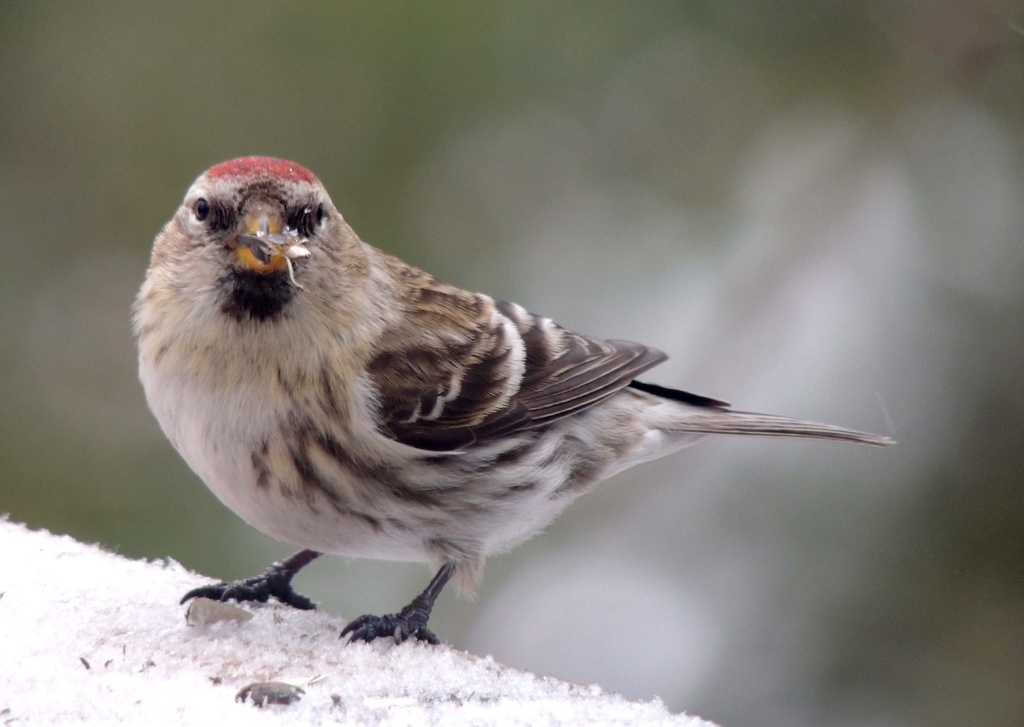 Redpoll Stare Down by sunnygreenwood