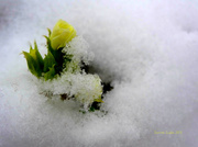 11th Feb 2013 - False Spring hopes