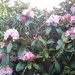 Rhodedendron in flower by jennymdennis