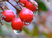 11th Feb 2013 - Nandina berries and rain drops