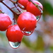 Nandina berries and rain drops by kathyladley