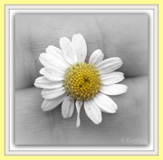 12th Feb 2013 - Chrysanthemum maximum - Shasta daisy