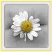 Chrysanthemum maximum - Shasta daisy by kiwiflora