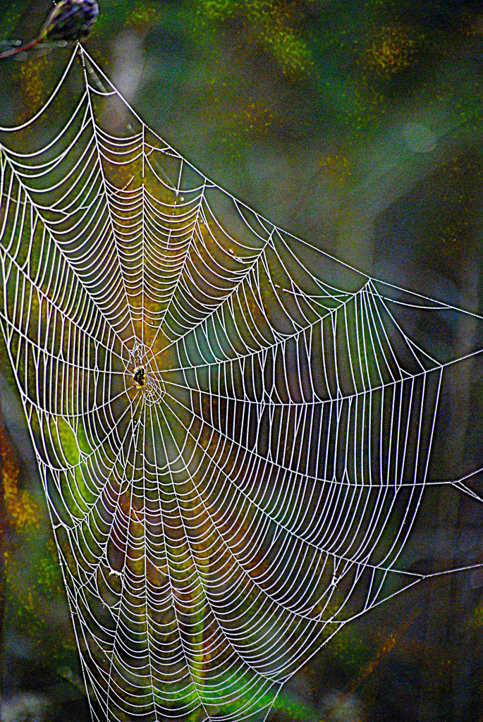 Spider Web by kareenking