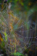 17th Sep 2012 - Spider Web