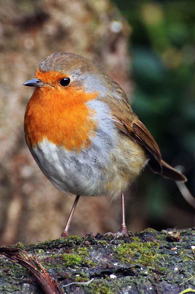 We shall have snow, and what will the robin do then, poor thing? by shepherdman