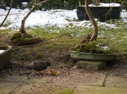 10th Feb 2013 - How to capture a Lijster -Turdus philomelos